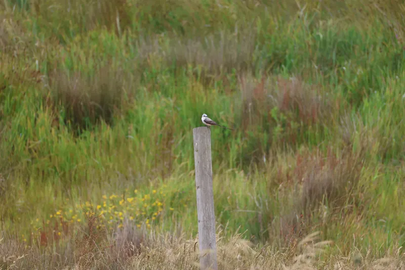 Scissor-tailed Flycatcher, May 22, 2026