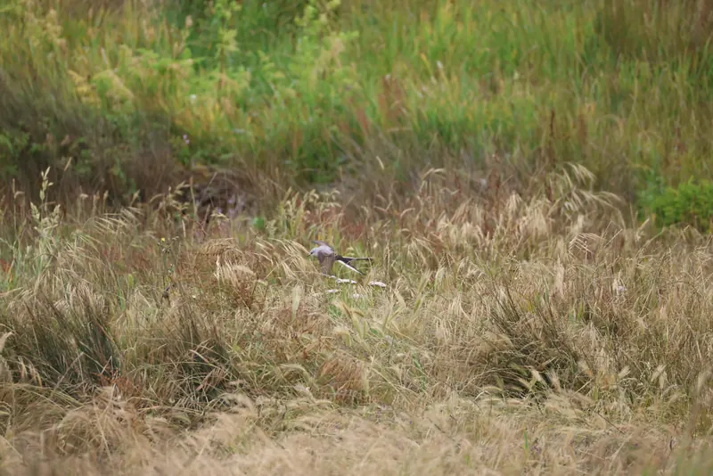 Scissor-tailed Flycatcher, May 22, 2026
