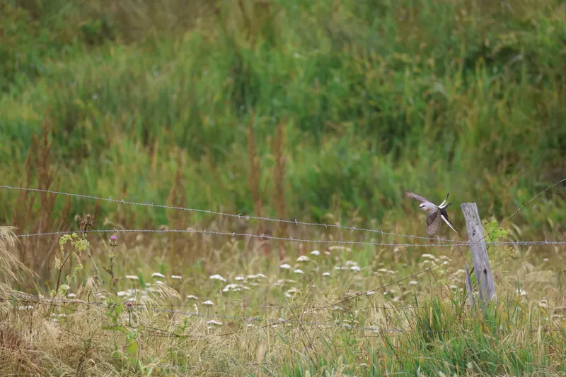 Scissor-tailed Flycatcher, May 22, 2026