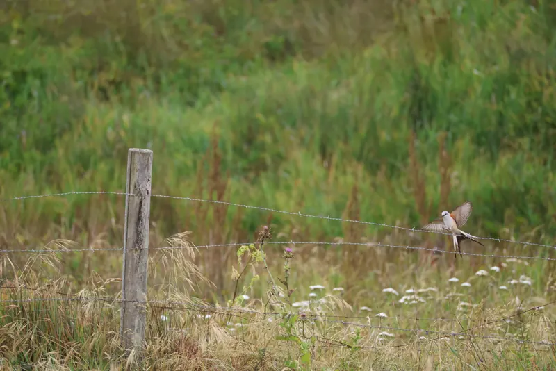 Scissor-tailed Flycatcher, May 22, 2026
