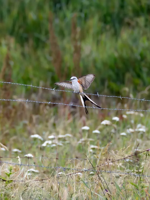 Scissor-tailed Flycatcher, May 22, 2026