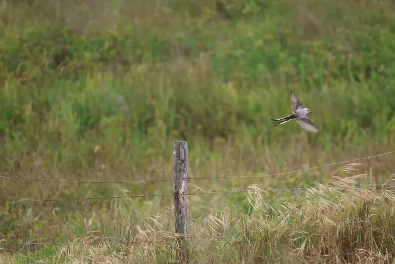 Scissor-tailed Flycatcher, May 22, 2026