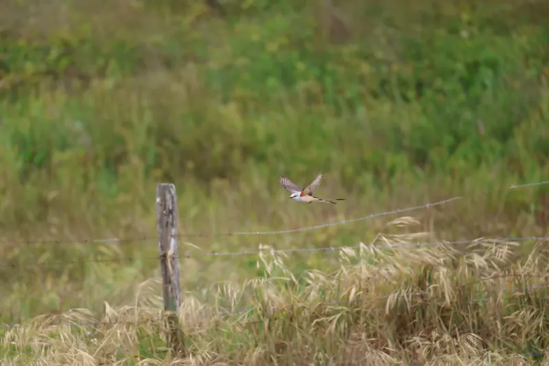 Scissor-tailed Flycatcher, May 22, 2026