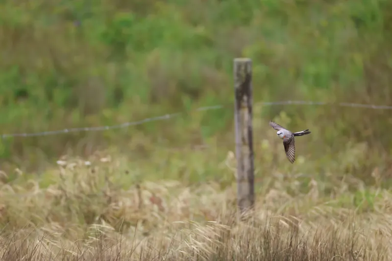 Scissor-tailed Flycatcher, May 22, 2026