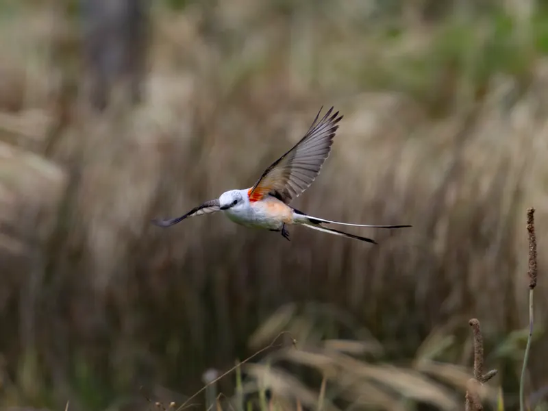 Scissor-tailed Flycatcher, May 22, 2026