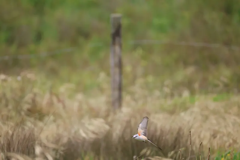 Scissor-tailed Flycatcher, May 22, 2026