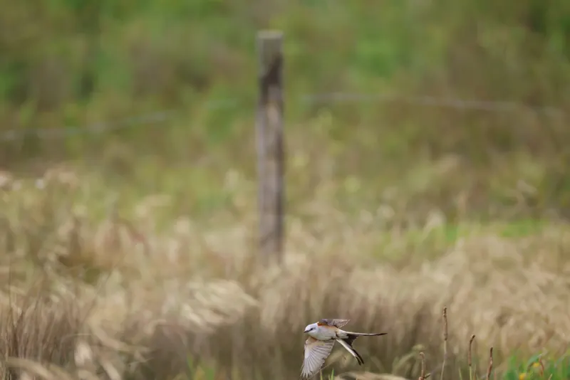 Scissor-tailed Flycatcher, May 22, 2026