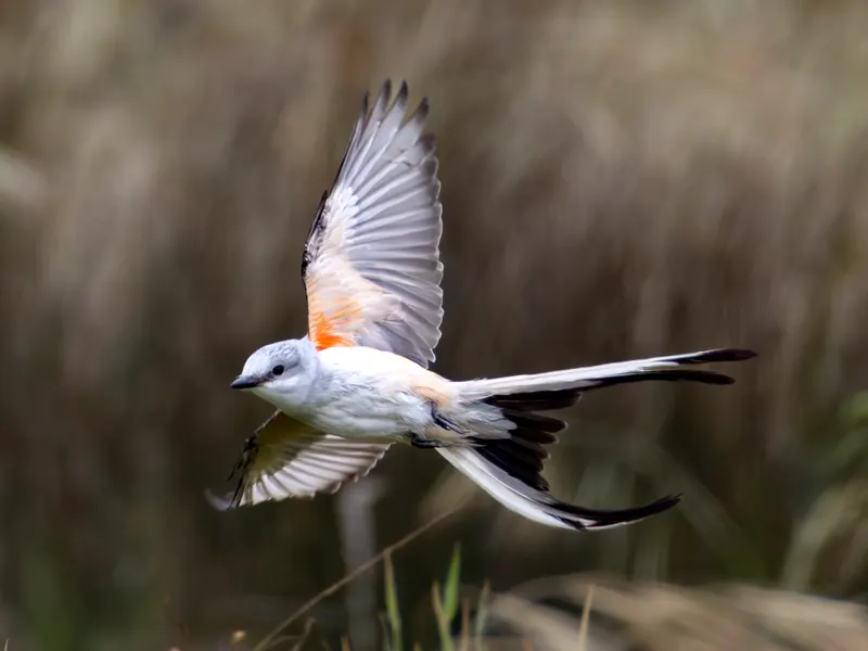 Scissor-tailed Flycatcher, May 22, 2026