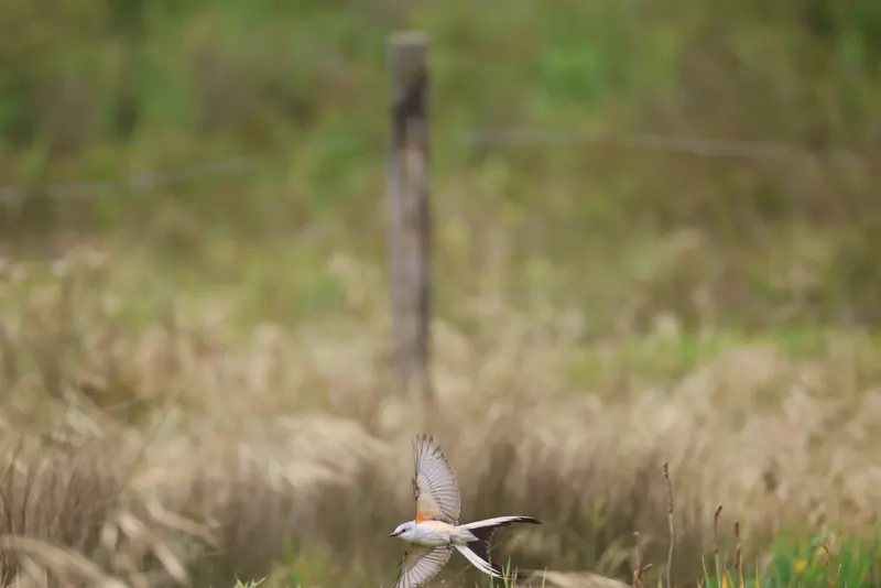 Scissor-tailed Flycatcher, May 22, 2026