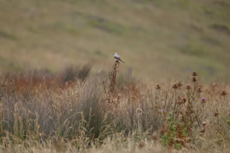 Scissor-tailed Flycatcher, May 22, 2026