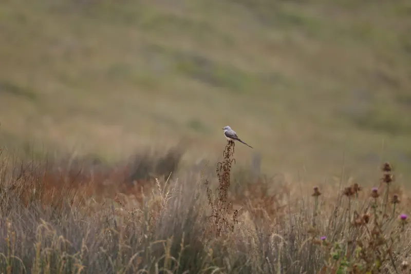 Scissor-tailed Flycatcher, May 22, 2026