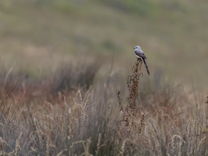 Scissor-tailed Flycatcher, May 22, 2026