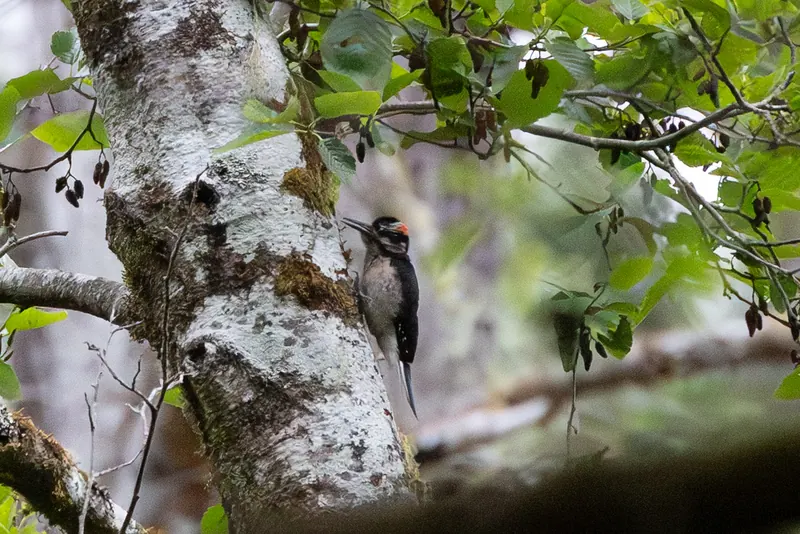 Hairy Woodpecker, May 22, 2026
