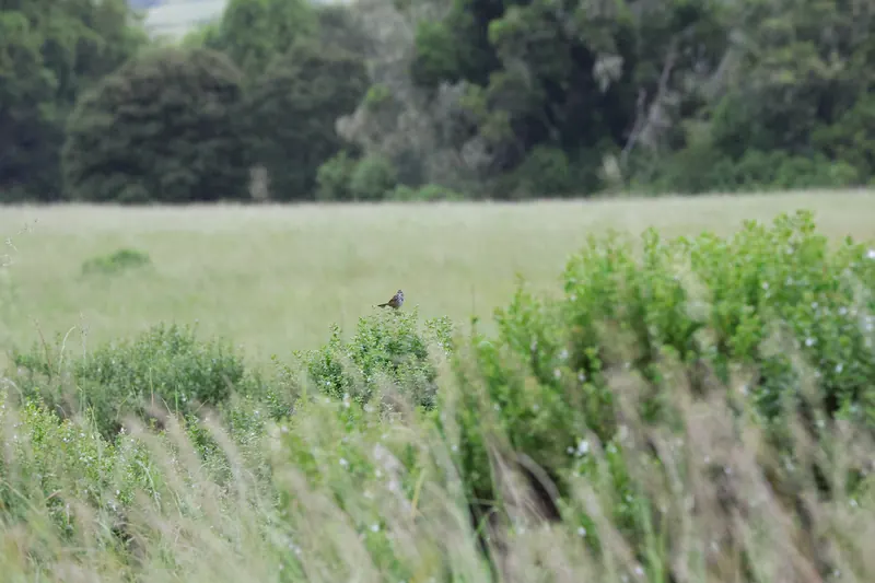 Song Sparrow, May 22, 2026