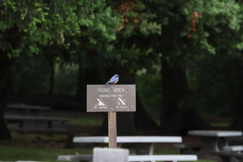Western Bluebird, May 22, 2026