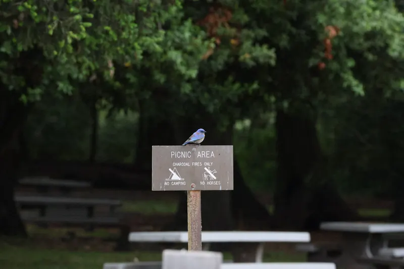 Western Bluebird, May 22, 2026