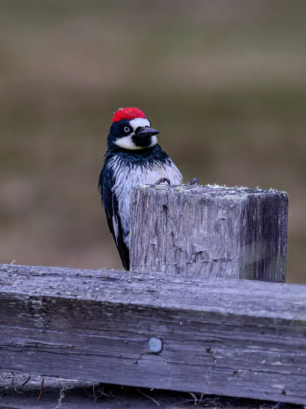 Acorn Woodpecker, May 22, 2026