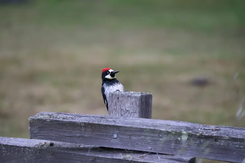 Acorn Woodpecker, May 22, 2026