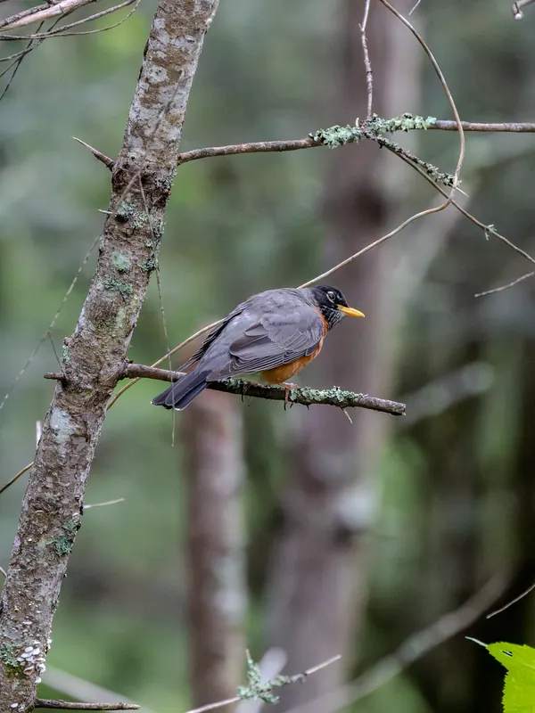 American Robin, May 22, 2026