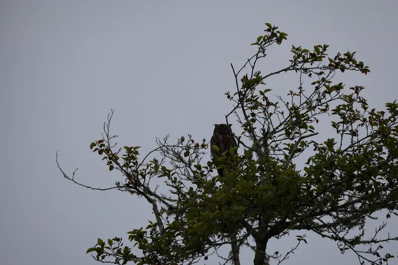 Great Horned Owl, May 22, 2026