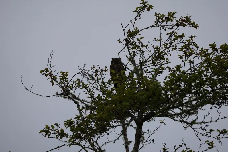 Great Horned Owl, May 22, 2026