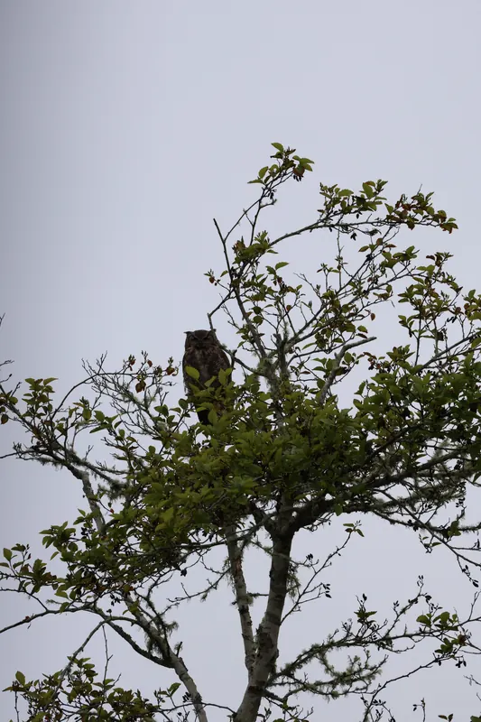 Great Horned Owl, May 22, 2026