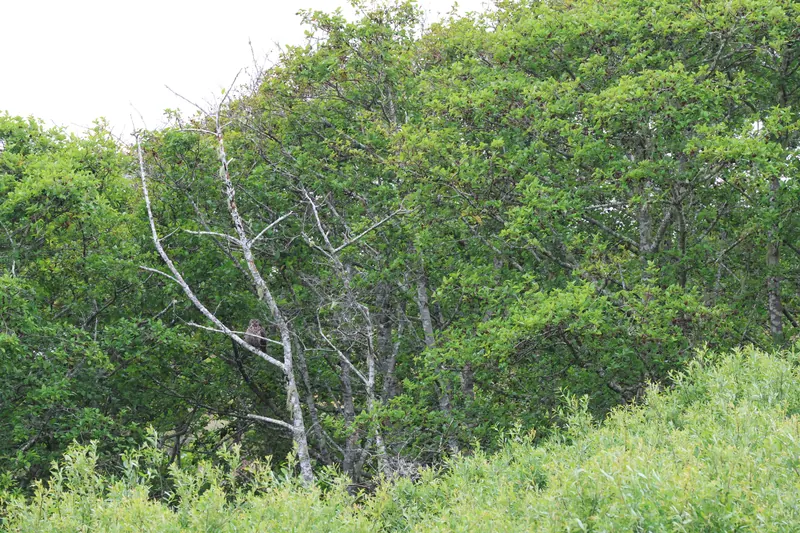 Great Horned Owl, May 22, 2026