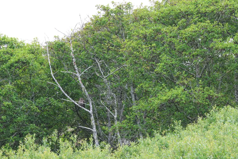 Great Horned Owl, May 22, 2026