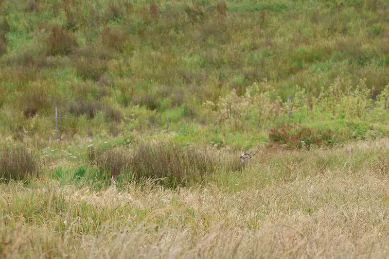 Scissor-tailed Flycatcher, May 22, 2026