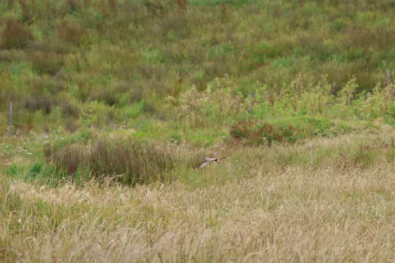 Scissor-tailed Flycatcher, May 22, 2026