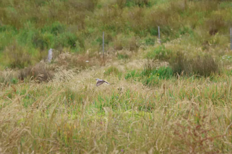 Scissor-tailed Flycatcher, May 22, 2026