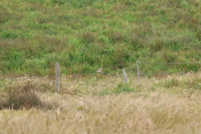 Scissor-tailed Flycatcher, May 22, 2026