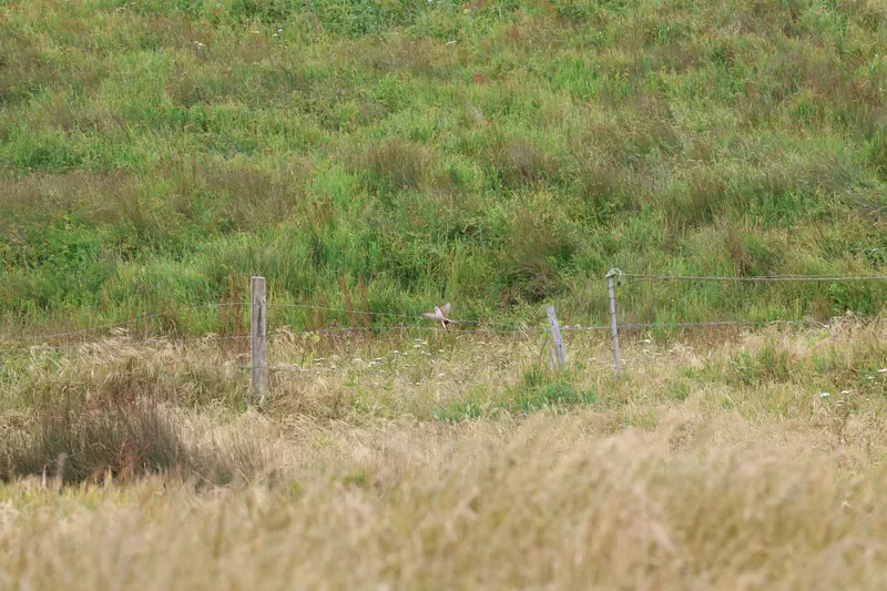 Scissor-tailed Flycatcher, May 22, 2026