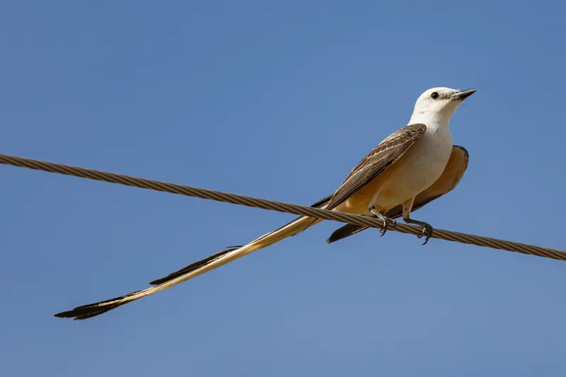 Scissor-tailed Flycatcher, Jul 5, 2026