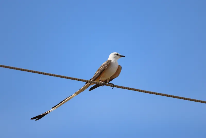 Scissor-tailed Flycatcher, Jul 5, 2026