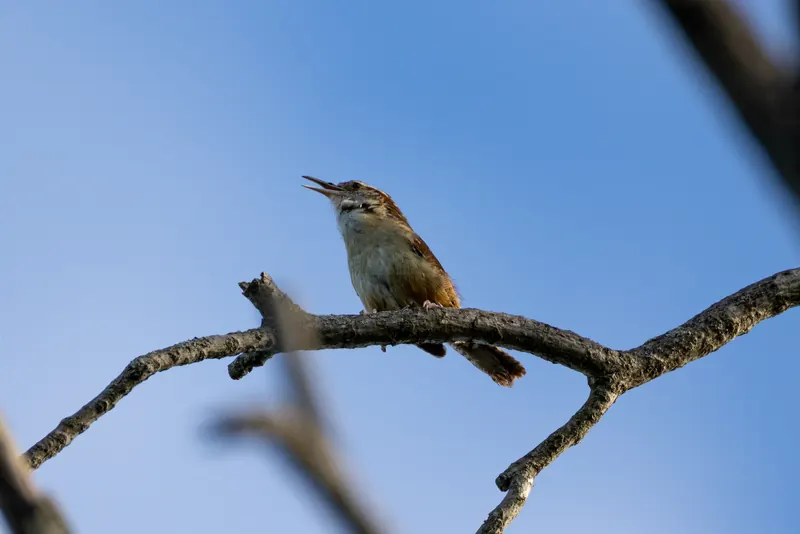 Carolina wren, Jul 5, 2026