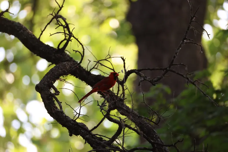 Northern Cardinal, Jul 5, 2026