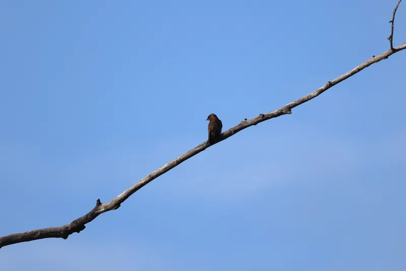 Northern Rough-winged Swallow, Jul 5, 2026