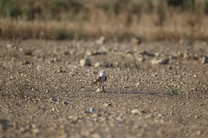 Scissor-tailed Flycatcher, Jul 5, 2026