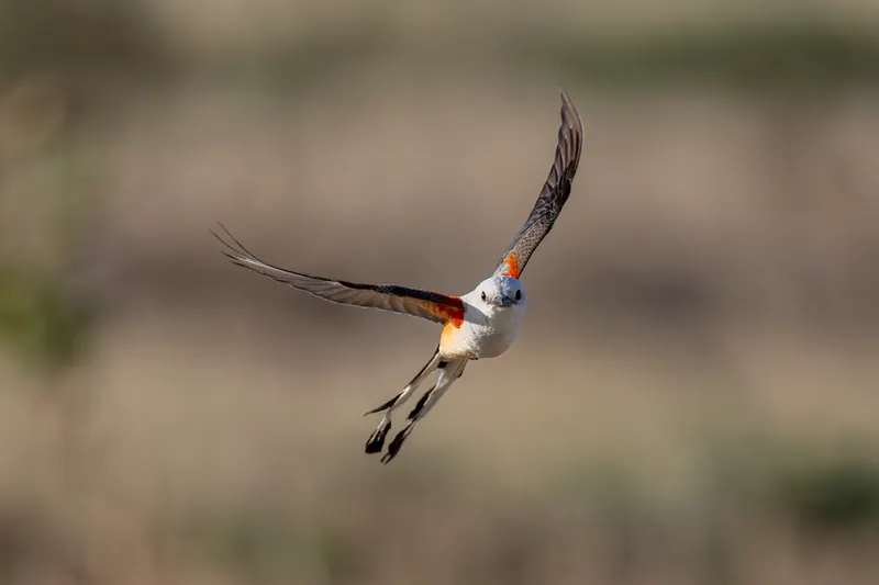 Scissor-tailed Flycatcher, Jul 5, 2026