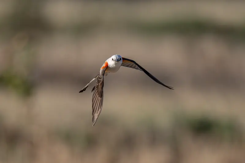 Scissor-tailed Flycatcher, Jul 5, 2026