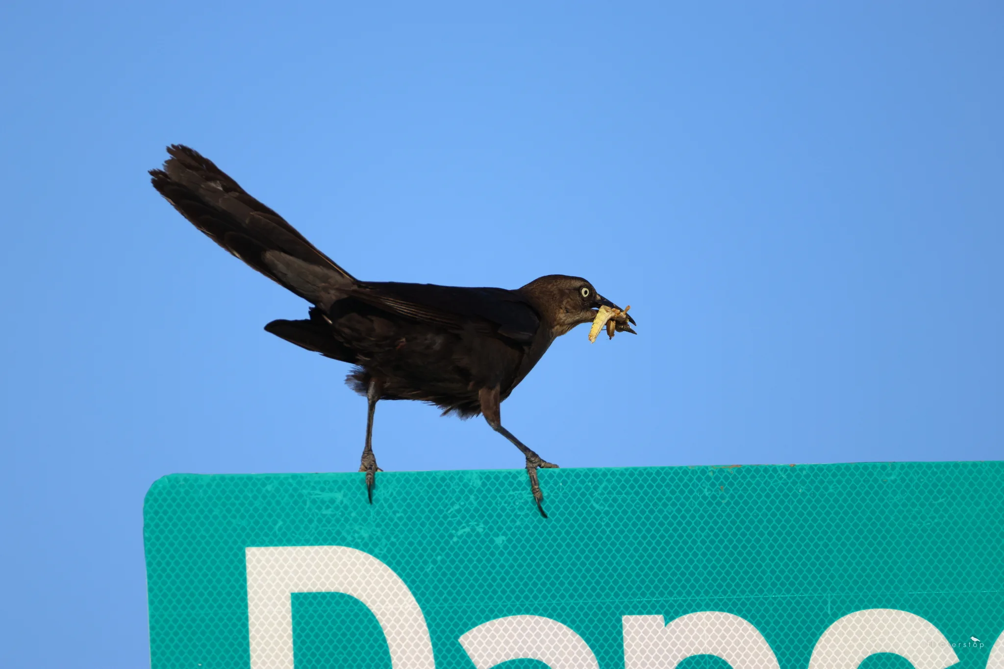 Great-tailed Grackle