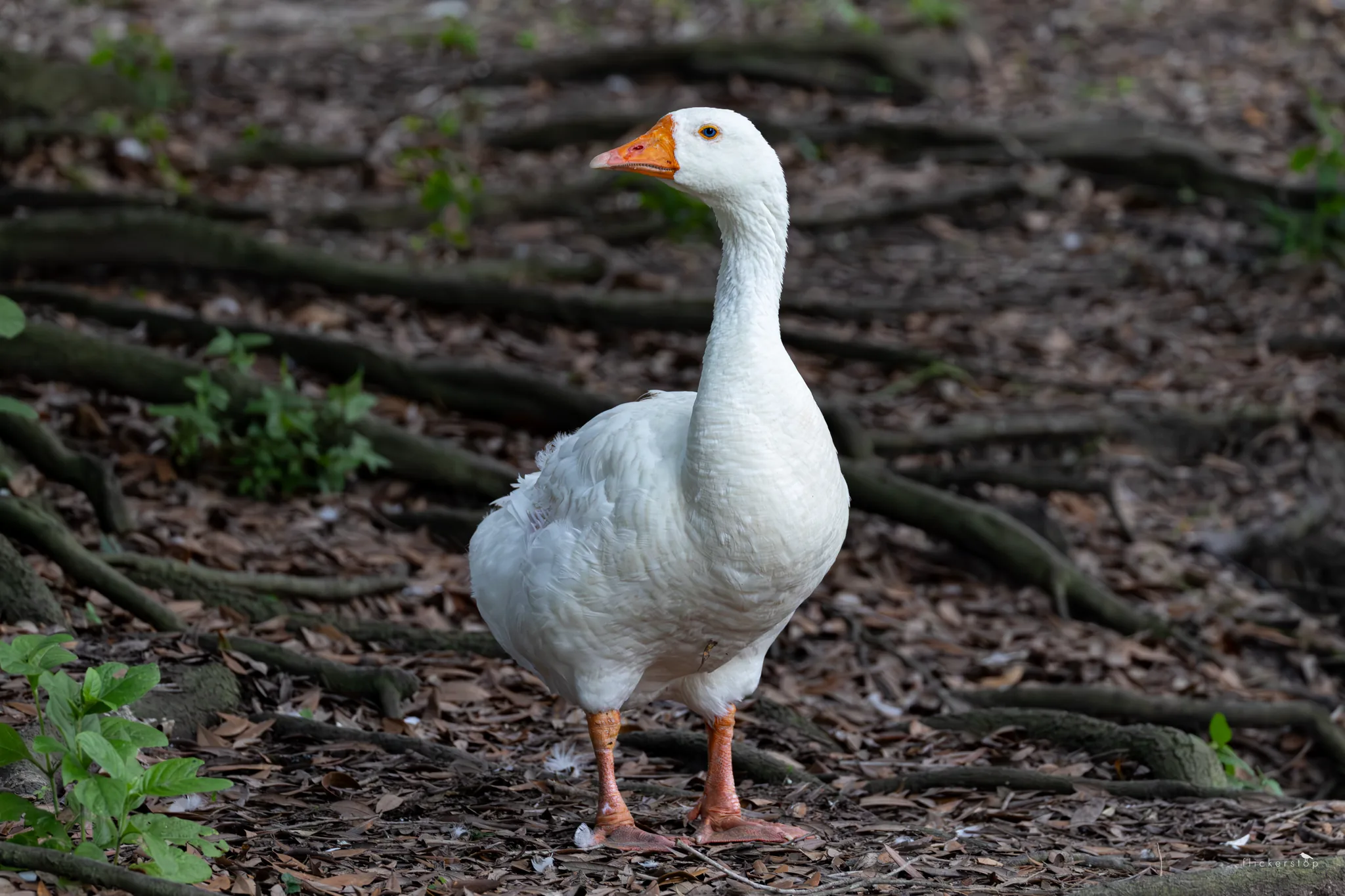 Domestic Goose