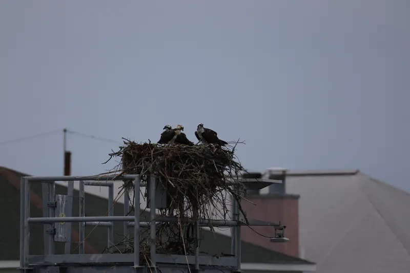 Osprey, Jul 5, 2026