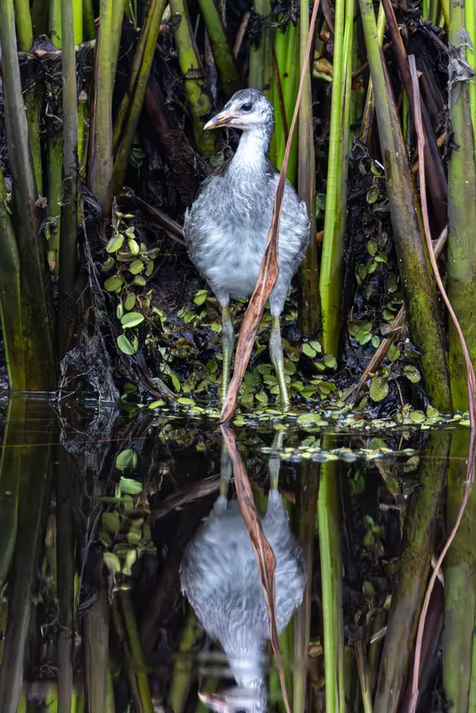 Clapper Rail, Jul 5, 2026