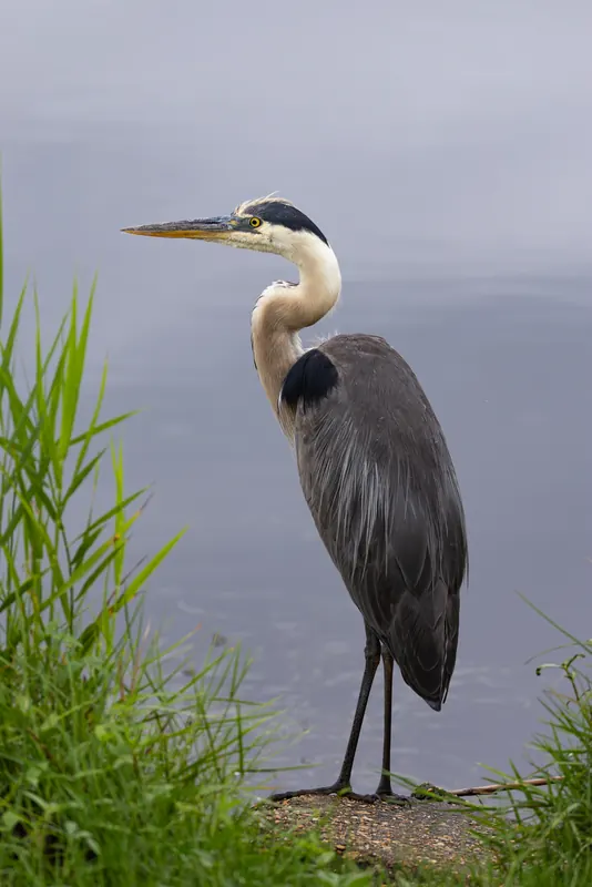 Great Blue Heron, Jul 5, 2026