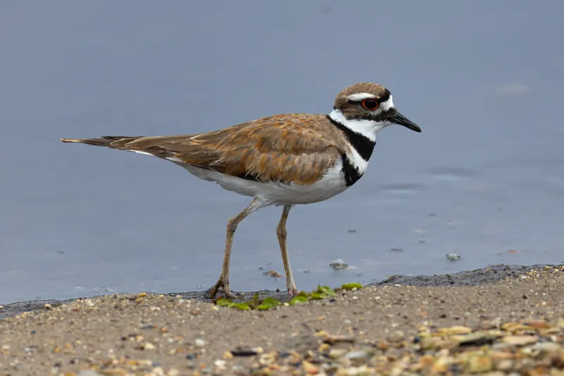 Killdeer, Jul 5, 2026