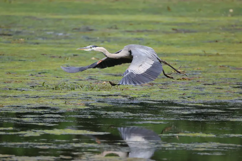 Great Blue Heron, Jul 5, 2026