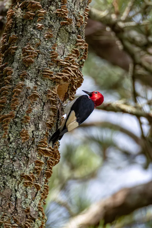 Red-headed Woodpecker, Jul 5, 2026