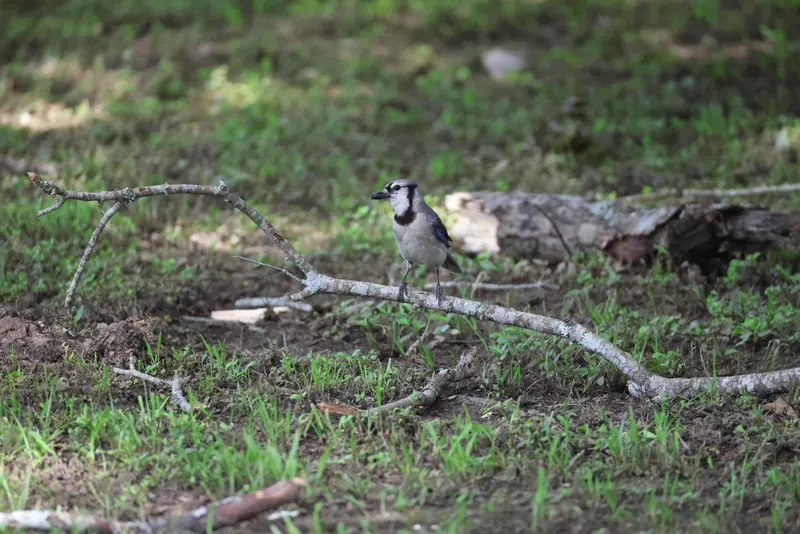 Blue Jay, Jul 5, 2026